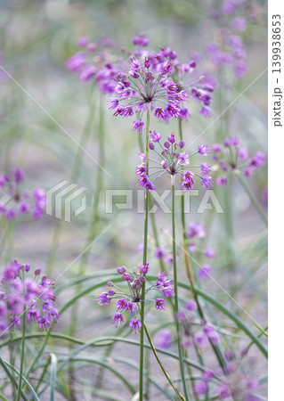ラッキョウの花　（鳥取県北栄町産） 139938653