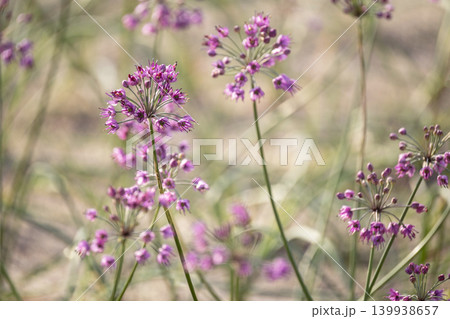 ラッキョウの花 (鳥取県北栄町産) ラッキョウの花 (鳥取県北栄町産) 139938657