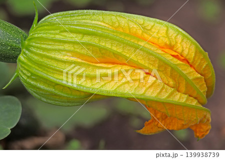 Fresh yellow zucchini blossom macro close-up, organic farming concept Fresh yellow zucchini blossom macro close-up, organic farming concept 139938739