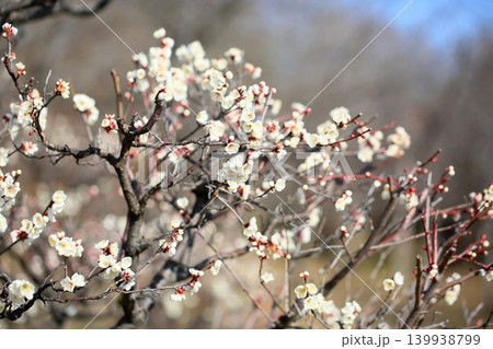 爽やか 白梅の花 鶯宿 爽やか 白梅の花 鶯宿 139938799
