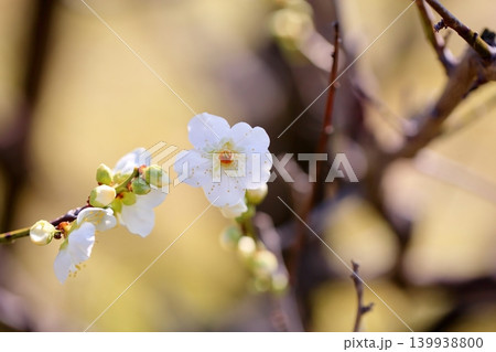 咲始め　白梅の花　月影 139938800
