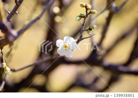 咲始め　白梅の花　月影 139938801
