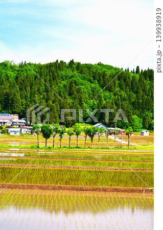 初夏田植えが終わった田園のハサ木風景 初夏田植えが終わった田園のハサ木風景 139938919