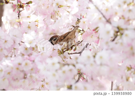 満開の桜の木にとまる可愛いスズメ 満開の桜の木にとまる可愛いスズメ 139938980