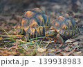 落ち葉の上を散歩する仲良しのリクガメのペア 139938983