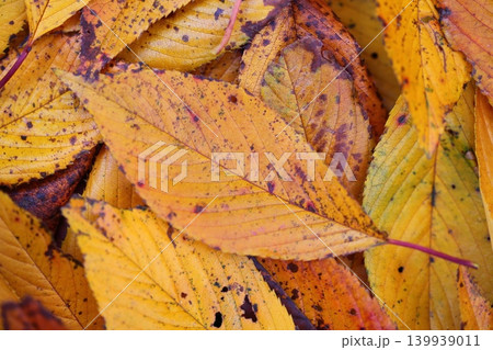ヤエベニシダレザクラの落葉の紅葉 139939011