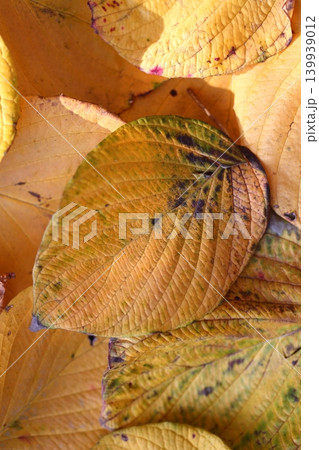 ミズキの落葉の紅葉 ミズキの落葉の紅葉 139939012