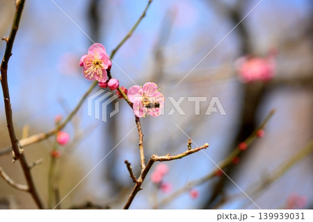可愛い　ピンクの梅の花　道知辺 139939031