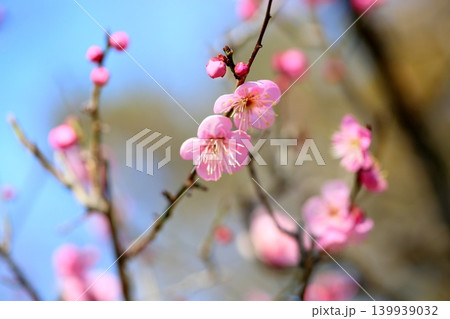 可愛い ピンクの梅の花 道知辺 可愛い ピンクの梅の花 道知辺 139939032