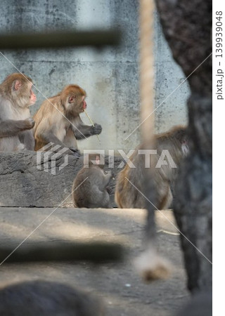 岩の上で過ごすニホンザルの群れと可愛い子猿 岩の上で過ごすニホンザルの群れと可愛い子猿 139939048
