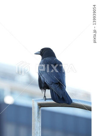 手すりにとまり左を向くカラスの後ろ姿 手すりにとまり左を向くカラスの後ろ姿 139939054