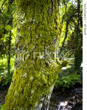 Old Tree Trunk Covered in Vibrant Green Moss and Lichen by a River in Portugal Old Tree Trunk Covered in Vibrant Green Moss and Lichen by a River in Portugal 139939109