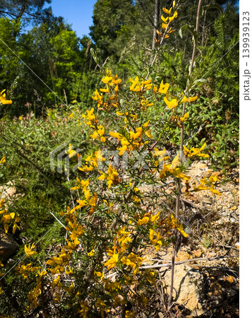 Yellow Gorse Flowers Blooming in the Sun at Passadicos do Rio Uima Yellow Gorse Flowers Blooming in the Sun at Passadicos do Rio Uima 139939123