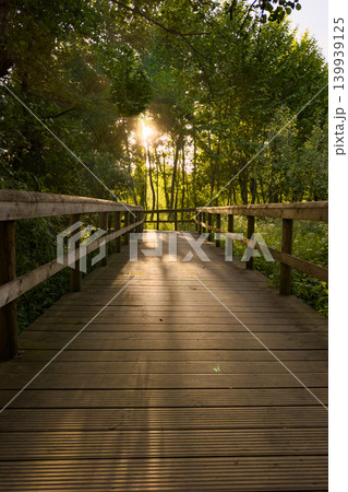 Wooden Boardwalk Through Lush Green Forest at Sunset in Portugal Wooden Boardwalk Through Lush Green Forest at Sunset in Portugal 139939125