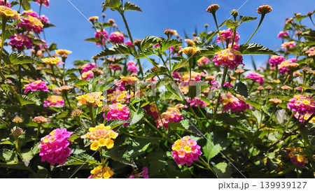 Vibrant Pink and Yellow Lantana Camara Flowers Blooming Under a Clear Blue Sky 139939127