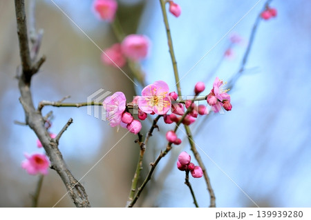 可愛い　ピンクの梅の花　道知辺 139939280