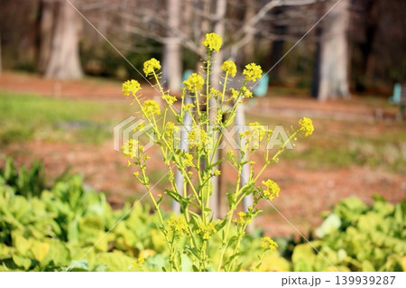 満開 菜の花 カンザキハナナ 満開 菜の花 カンザキハナナ 139939287
