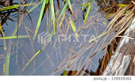 Clear Freshwater Surface with Submerged Leaves Clear Freshwater Surface with Submerged Leaves 139939302