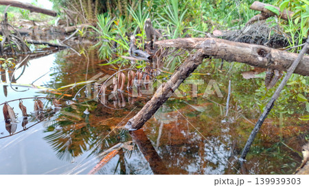 Submerged Tree Branch in Peat Freshwater Swamp 139939303