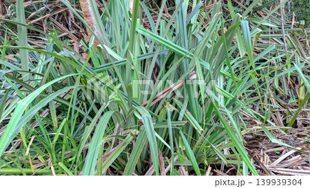 Wild Green Pandan Plant in Freshwater Wetland 139939304