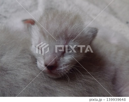 生後10日頃のチビねこ 生後10日頃のチビねこ 139939648