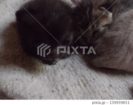 生後10日頃のチビねこ 生後10日頃のチビねこ 139939651