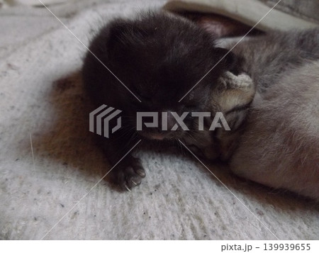 生後10日頃のチビねこ 生後10日頃のチビねこ 139939655