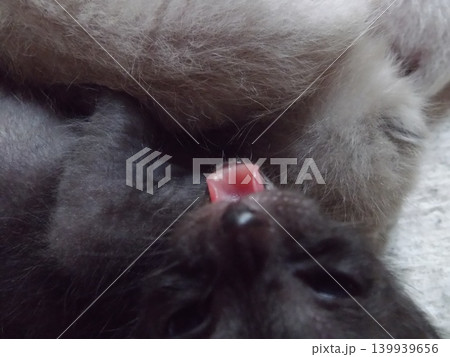 生後10日頃のチビねこ 生後10日頃のチビねこ 139939656