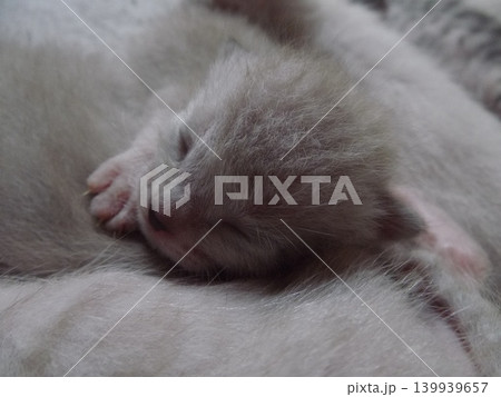 生後10日頃のチビねこ 生後10日頃のチビねこ 139939657