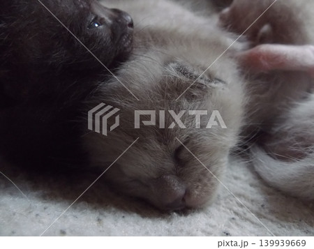 生後10日頃のチビねこ 生後10日頃のチビねこ 139939669