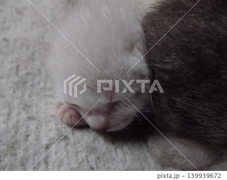 生後10日頃のチビねこ 139939672