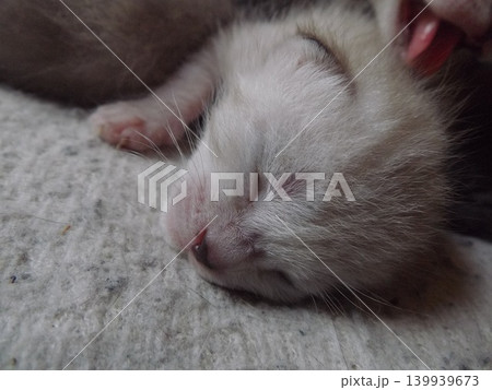 生後10日頃のチビねこ 139939673
