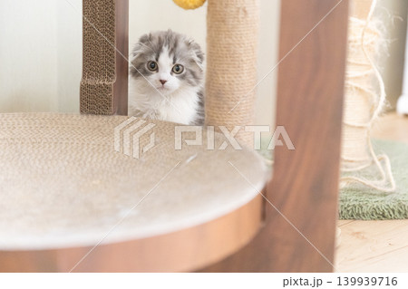 爪とぎの間から顔を出すスコティッシュフォールドの子猫 爪とぎの間から顔を出すスコティッシュフォールドの子猫 139939716