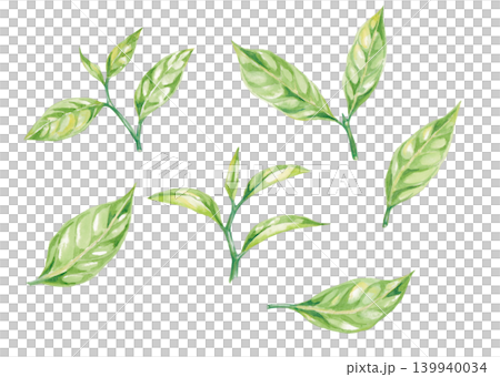 茶葉手繪水彩插畫套裝 茶葉手繪水彩插畫套裝 139940034