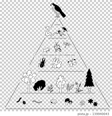 生態係金字塔、生態系、食物鏈 | 線描圖 生態係金字塔、生態系、食物鏈 | 線描圖 139940043