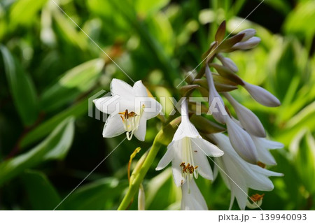 初夏に咲く白いオオバギボウシの花 初夏に咲く白いオオバギボウシの花 139940093
