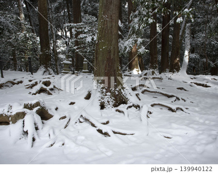 雪の木の根道 139940122