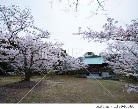 大島護国神社と桜 屋代島 大島護国神社と桜 屋代島 139940360
