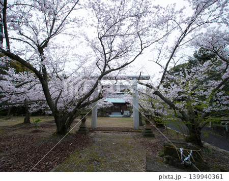 大島護国神社と桜　屋代島 139940361