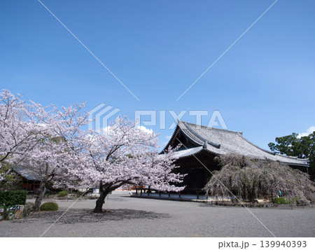 桜と道成寺 桜と道成寺 139940393