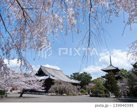 桜と道成寺 桜と道成寺 139940395