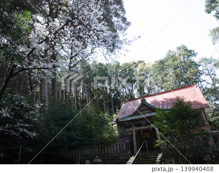 桜と吉田八幡神社 桜と吉田八幡神社 139940408