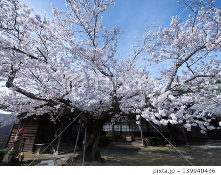 桜と東光寺 桜と東光寺 139940436