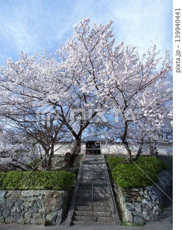 桜と善福院 桜と善福院 139940441