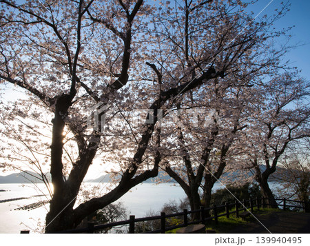 桜と瀬戸内海 笠戸島 桜と瀬戸内海 笠戸島 139940495