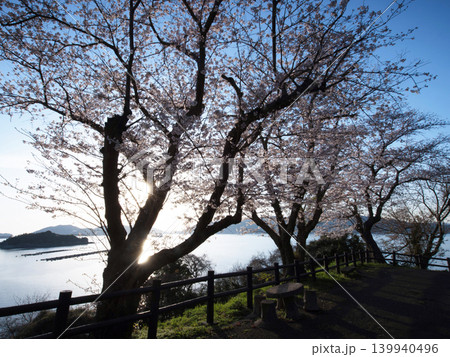 桜と瀬戸内海　笠戸島 139940496