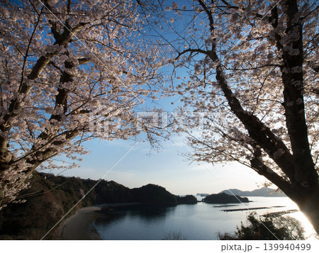 桜と瀬戸内海 笠戸島 桜と瀬戸内海 笠戸島 139940499