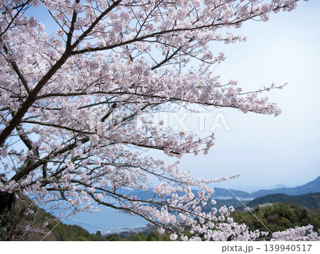 桜と瀬戸内海 屋代島 桜と瀬戸内海 屋代島 139940517