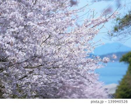 桜と瀬戸内海 屋代島 桜と瀬戸内海 屋代島 139940526