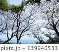 五条の千本桜　屋代島 139940533